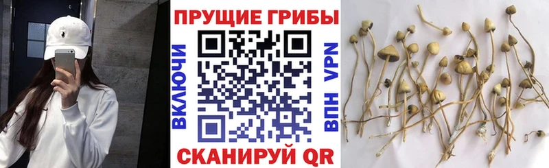 гидра ONION  где продают наркотики  Катайск  Псилоцибиновые грибы GOLDEN TEACHER 
